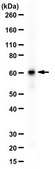 Anti-PEPCK from rabbit, purified by affinity chromatography
