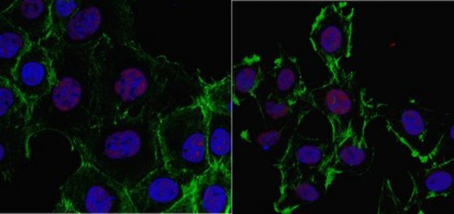 Anti-Hox-C10 Antibody, clone 2F11.1 clone 2F11.1, from mouse