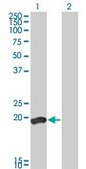 Monoclonal Anti-DUSP3 antibody produced in mouse clone 5B7, purified immunoglobulin, buffered aqueous solution