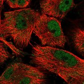 Anti-SH3RF3 antibody produced in rabbit Prestige Antibodies® Powered by Atlas Antibodies, affinity isolated antibody, buffered aqueous glycerol solution