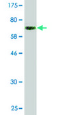 Monoclonal Anti-RAPGEF5 antibody produced in mouse clone 2E4, purified immunoglobulin, buffered aqueous solution