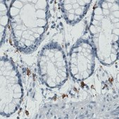 Monoclonal Anti-MRC1 antibody produced in mouse Prestige Antibodies® Powered by Atlas Antibodies, clone CL0387, purified immunoglobulin, buffered aqueous glycerol solution