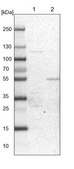 Anti-PDSS2 antibody produced in rabbit Prestige Antibodies® Powered by Atlas Antibodies, affinity isolated antibody, buffered aqueous glycerol solution, ab2