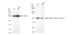 KD-Validated Anti Katanin catalytic subunit A1 Antibody, clone 23GB4765, Rabbit Monoclonal clone 23GB4765, recombinant rabbit monoclonal, expressed in HEK293 cells