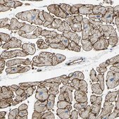 Anti-PRRG2 antibody produced in rabbit Prestige Antibodies® Powered by Atlas Antibodies, affinity isolated antibody, buffered aqueous glycerol solution