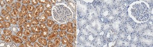 Anti-STK3 Antibody, clone 1H12 ZooMAb® Rabbit Monoclonal recombinant, expressed in HEK 293 cells