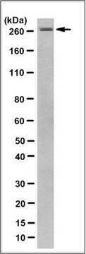 Anti-DNA polymerase II subunit A Antibody, clone 9F11.1 clone 9F11.1, from mouse