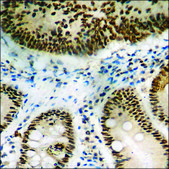 Anti-phospho-DAPK3 (pThr265) antibody produced in rabbit affinity isolated antibody