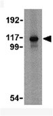 Anti-MDA5 Antibody from rabbit, purified by affinity chromatography