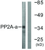 Anti-PP2A-α antibody produced in rabbit affinity isolated antibody