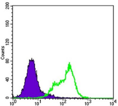 Anti-THAP11 Antibody, clone 3F3 ascites fluid, clone 3F3, from mouse