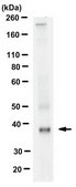 Anti-OSTM1 from rabbit, purified by affinity chromatography