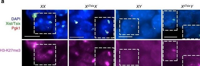 Anticuerpo anti-trimetilhistona H3 (Lys27) from rabbit, purified by affinity chromatography