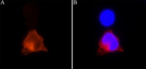 Anti-CRISPR/Cas9 antibody, Mouse monoclonal clone 7A9-3A3, purified from hybridoma cell culture