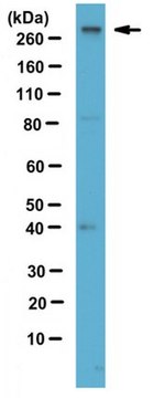 Anti-CHD-8 Antibody from rabbit, purified by affinity chromatography