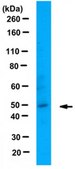 Anti-SCRAPPER Antibody from rabbit, purified by affinity chromatography