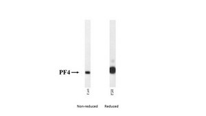 Anti-Platelet Factor 4 Antibody, clone 197.2 clone 197.2, from mouse