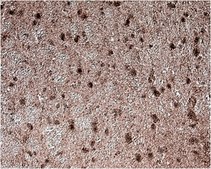 Anti-GAD67 Antibody, clone 1G10.2, Biotin Conjugate clone 1G10.2, from mouse, biotin conjugate