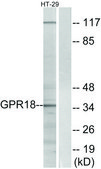 Anti-GPR18 antibody produced in rabbit affinity isolated antibody