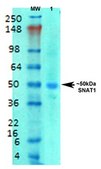 Monoclonal Anti-Gaba-B Receptor 1 - Percp antibody produced in mouse clone S93A-49, purified immunoglobulin