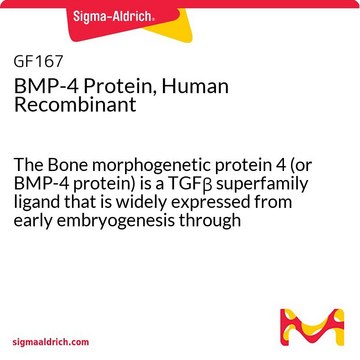 Proteína BMP-4 recombinante humana The Bone morphogenetic protein 4 (or BMP-4 protein) is a TGF&#946; superfamily ligand that is widely expressed from early embryogenesis through adulthood.