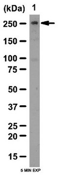 Anti-N-CoR Antibody from rabbit, purified by affinity chromatography