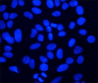 bisBenzimide H 33258 ≥98% (HPLC and TLC)