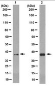Anti-B23 Antibody, clone 3C9, Ascites Free clone 3C9, from mouse