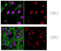 Anti-RNF168 Antibody from rabbit, purified by affinity chromatography