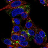 Anti-ARHGEF10L antibody produced in rabbit Prestige Antibodies® Powered by Atlas Antibodies, affinity isolated antibody, buffered aqueous glycerol solution, ab3