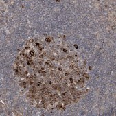 Anti-APAF1 antibody produced in rabbit Prestige Antibodies® Powered by Atlas Antibodies, affinity isolated antibody, buffered aqueous glycerol solution