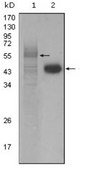 Anti-PAWR, clone 3G9H7 Antibody ascites fluid, clone 3G9H7, from mouse