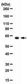 Anti-MARCO from rabbit, purified by affinity chromatography