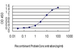 Monoclonal Anti-WASF2 antibody produced in mouse clone 8E7, purified immunoglobulin, buffered aqueous solution