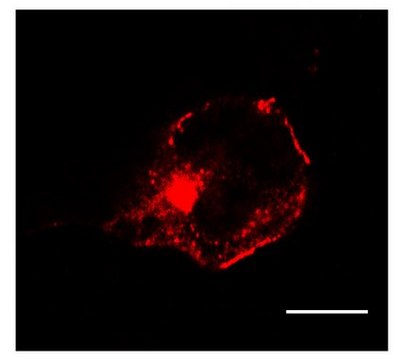 Anti-Daple Antibody, CT from rabbit, purified by affinity chromatography