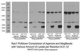 Rac1/cdc42 Activation Magnetic Beads Pulldown Assay The Rac1/cdc42 Activation Magnetic Beads Pulldown Assay provides an effective method for detecting Rac &amp; Cdc42 activity in cell lysates with higher yield &amp; easier process utilizing magenetic bead properties.