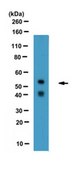 Anti-SHMT1 Antibody from sheep, purified by affinity chromatography
