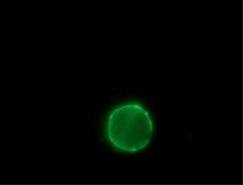 Anti-Sheep IgG (whole molecule)−FITC antibody produced in rabbit IgG fraction of antiserum, buffered aqueous solution