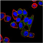 Anti-ABCB5, clone 5H3C6 Antibody clone 5H3C6, from mouse