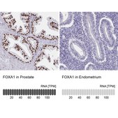Anti-FOXA1 antibody produced in rabbit Prestige Antibodies® Powered by Atlas Antibodies, affinity isolated antibody, buffered aqueous glycerol solution