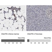 Anti-C9orf78 antibody produced in rabbit Prestige Antibodies® Powered by Atlas Antibodies, affinity isolated antibody, buffered aqueous glycerol solution, Ab3