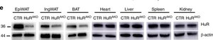 Anti-HuR Antibody Upstate®, from rabbit