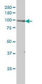 Monoclonal Anti-PRKD2 antibody produced in mouse clone 2E4, purified immunoglobulin, buffered aqueous solution