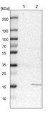 Anti-MRPS24 antibody produced in rabbit Prestige Antibodies® Powered by Atlas Antibodies, affinity isolated antibody, buffered aqueous glycerol solution