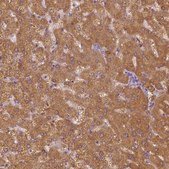 Anti-SHMT1 antibody produced in rabbit Prestige Antibodies® Powered by Atlas Antibodies, affinity isolated antibody, buffered aqueous glycerol solution