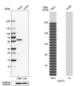 Anti-OXCT1 antibody produced in rabbit Prestige Antibodies® Powered by Atlas Antibodies, affinity isolated antibody, buffered aqueous glycerol solution