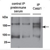 Anti-CASZ1 Antibody from guinea pig