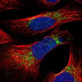 Anti-MRPS26 antibody produced in rabbit Prestige Antibodies® Powered by Atlas Antibodies, affinity isolated antibody, buffered aqueous glycerol solution