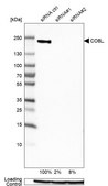 Anti-COBL antibody produced in rabbit Prestige Antibodies® Powered by Atlas Antibodies, affinity isolated antibody, buffered aqueous glycerol solution, Ab2