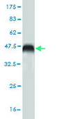 Monoclonal Anti-SRI antibody produced in mouse clone 1E12, purified immunoglobulin, buffered aqueous solution